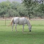 3d picture of white horses