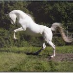 excited picture of white horses