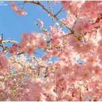 animated spring backgrounds picture