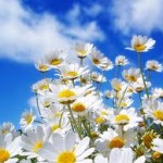 nature hd spring wallpaper