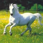 best picture of white horses