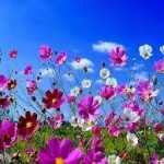 flower spring backgrounds picture