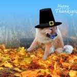 dog thanksgiving wallpaper