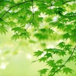 nice green leaves picture