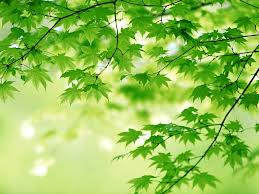 nice green leaves picture