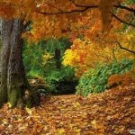 free autumn wallpaper