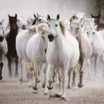 top picture of white horses