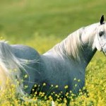 grass in picture of white horses