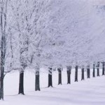 wonderful winter wallpaper