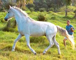 best picture of white horses