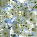free spring backgrounds picture