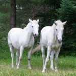 nice picture of white horses