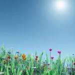 simple spring backgrounds picture