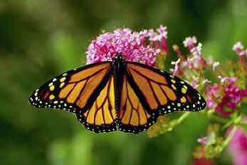 top butterfly picture