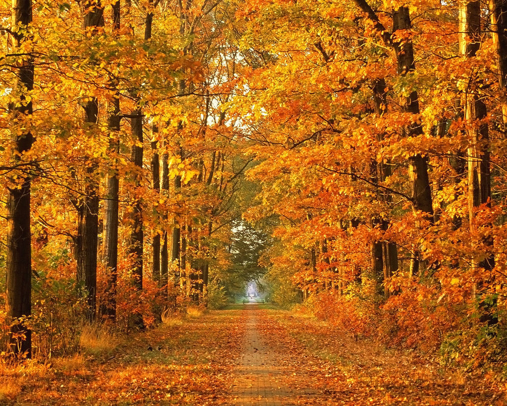 free download autumn leaves picture