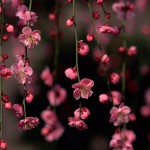 trees spring flowers hd wallpaper