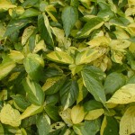 variegated yellow and green leaves