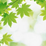 green leaves picture