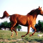 free arabian horse wallpaper
