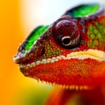 nice chameleon wallpaper