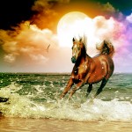 free arabian horse wallpaper