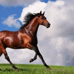 big arabian horse wallpaper