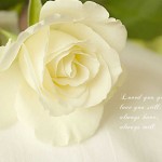 flower love quotes wallpaper