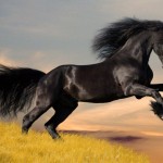 black arabian horse wallpaper