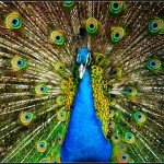 animal-picture-peacock-laurence-shan