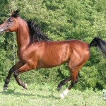 running arabian horse wallpaper