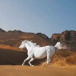 beautiful-animal-photos-horse