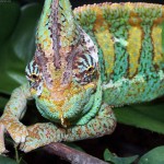 cute chameleon wallpaper