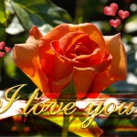 flower i love you wallpaper