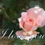 sweet i love you wallpaper