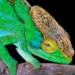 green chameleon wallpaper