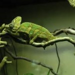 wonderful chameleon wallpaper