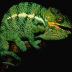 green chameleon wallpaper
