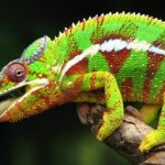 super chameleon wallpaper