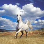 high resolution arabian horse wallpaper