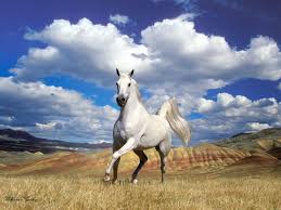 high resolution arabian horse wallpaper