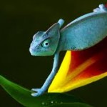 fantastic chameleon wallpaper