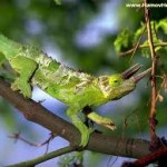 lovely chameleon wallpaper