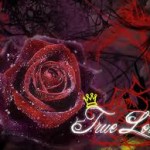 red rose free love wallpaper