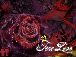 red rose free love wallpaper