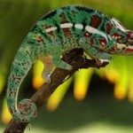 hd chameleon wallpaper