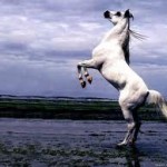 horrible arabian horse wallpaper