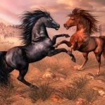 two arabian horse wallpaper