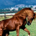 brown arabian horse wallpaper