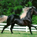 black arabian horse wallpaper