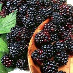 free blackberry fruit wallpaper